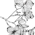 Dogwood II